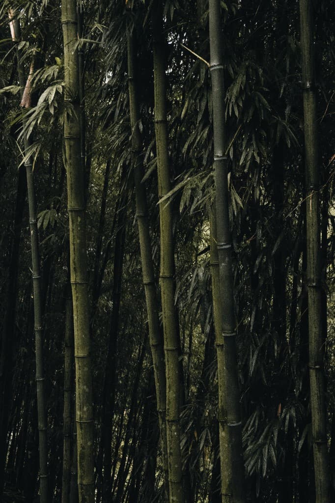Tall bamboo trunks disappearing into a moody, shadowy grove.