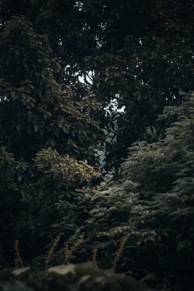 Layers of tropical leaves and ferns filling the frame in deep green tones.