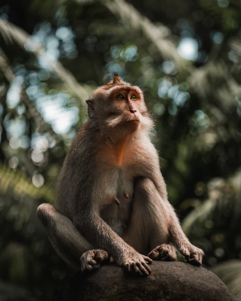 A macaque sitting on a rock and gazing upward with soft bokeh behind it.
